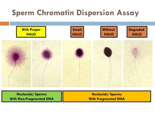 SPERM FUNCTION TESTS | PDF