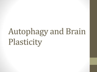 Autophagy and Brain
Plasticity
 