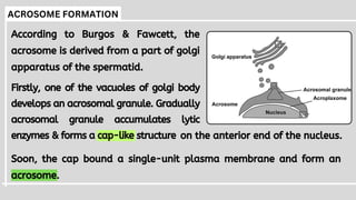 Spermiogenesis or Spermateleosis or metamorphosis of spermatid | PDF