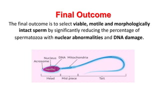 The final outcome is to select viable, motile and morphologically
intact sperm by significantly reducing the percentage of
spermatozoa with nuclear abnormalities and DNA damage.
Final Outcome
 