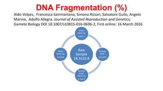 DNA Fragmentation (%)
Raw
Sample
18.3±10.8
Direct
Swim-up
6.6±5.7
Density
Grad.
12.2±9.9
Density
Grad.
Swim-up
3.7±4.9
Pellet
Swim-up
4.2±3.8
Aldo Volpes, Francesca Sammartano, Simona Rizzari, Salvatore Gullo, Angelo
Marino, Adolfo Allegra. Journal of Assisted Reproduction and Genetics;
Gamete Biology DOI 10.1007/s10815-016-0696-2, First online: 16 March 2016
 