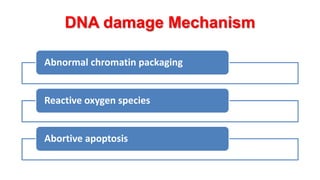 DNA damage Mechanism
Abnormal chromatin packaging
Reactive oxygen species
Abortive apoptosis
 