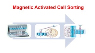 Magnetic Activated Cell Sorting
 