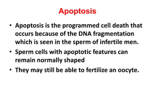Apoptosis
• Apoptosis is the programmed cell death that
occurs because of the DNA fragmentation
which is seen in the sperm of infertile men.
• Sperm cells with apoptotic features can
remain normally shaped
• They may still be able to fertilize an oocyte.
 