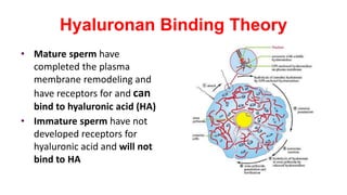 Hyaluronan Binding Theory
• Mature sperm have
completed the plasma
membrane remodeling and
have receptors for and can
bind to hyaluronic acid (HA)
• Immature sperm have not
developed receptors for
hyaluronic acid and will not
bind to HA
 