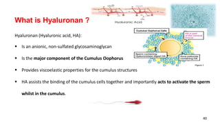 40
Hyaluronan (Hyaluronic acid, HA):
 Is an anionic, non-sulfated glycosaminoglycan
 Is the major component of the Cumulus Oophorus complex surrounding the human oocyte.
 Provides viscoelastic properties for the cumulus structures
 HA assists the binding of the cumulus cells together and importantly acts to activate the sperm
whilst in the cumulus.
What is Hyaluronan ?
 