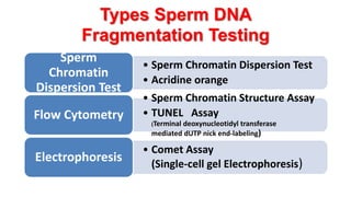 Types Sperm DNA
Fragmentation Testing
• Sperm Chromatin Dispersion Test
• Acridine orange
Sperm
Chromatin
Dispersion Test
• Sperm Chromatin Structure Assay
• TUNEL Assay
(Terminal deoxynucleotidyl transferase
mediated dUTP nick end-labeling)
Flow Cytometry
• Comet Assay
(Single-cell gel Electrophoresis)
Electrophoresis
 