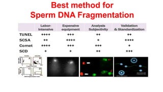 Best method for
Sperm DNA Fragmentation
 