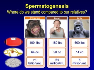Spermatogenesis
Where do we stand compared to our relatives?
            Chimpanzee     Human        Gorilla




            100 lbs       180 lbs      600 lbs


             64 cc         20 cc        14 cc

                >1            64           5
           billion/mL    million/mL   million/mL
 