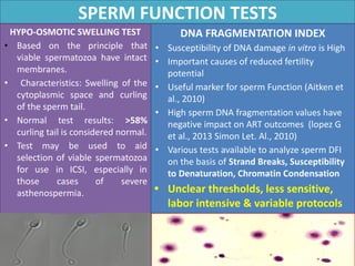 SPERM FUNCTION TESTS
HYPO-OSMOTIC SWELLING TEST
• Based on the principle that
viable spermatozoa have intact
membranes.
• Characteristics: Swelling of the
cytoplasmic space and curling
of the sperm tail.
• Normal test results: >58%
curling tail is considered normal.
• Test may be used to aid
selection of viable spermatozoa
for use in ICSI, especially in
those cases of severe
asthenospermia.
DNA FRAGMENTATION INDEX
• Susceptibility of DNA damage in vitro is High
• Important causes of reduced fertility
potential
• Useful marker for sperm Function (Aitken et
al., 2010)
• High sperm DNA fragmentation values have
negative impact on ART outcomes (lopez G
et al., 2013 Simon Let. Al., 2010)
• Various tests available to analyze sperm DFI
on the basis of Strand Breaks, Susceptibility
to Denaturation, Chromatin Condensation
• Unclear thresholds, less sensitive,
labor intensive & variable protocols
 