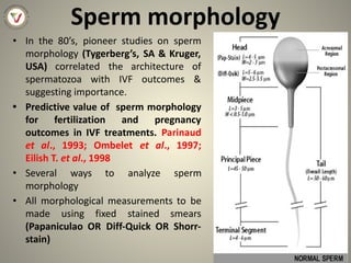 Sperm morphology
• In the 80’s, pioneer studies on sperm
morphology (Tygerberg’s, SA & Kruger,
USA) correlated the architecture of
spermatozoa with IVF outcomes &
suggesting importance.
• Predictive value of sperm morphology
for fertilization and pregnancy
outcomes in IVF treatments. Parinaud
et al., 1993; Ombelet et al., 1997;
Eilish T. et al., 1998
• Several ways to analyze sperm
morphology
• All morphological measurements to be
made using fixed stained smears
(Papaniculao OR Diff-Quick OR Shorr-
stain)
 