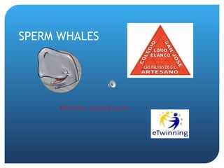 SPERM WHALES




      Primary, second cycle
 