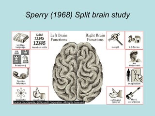 Sperry (1968) split brain study | PPT