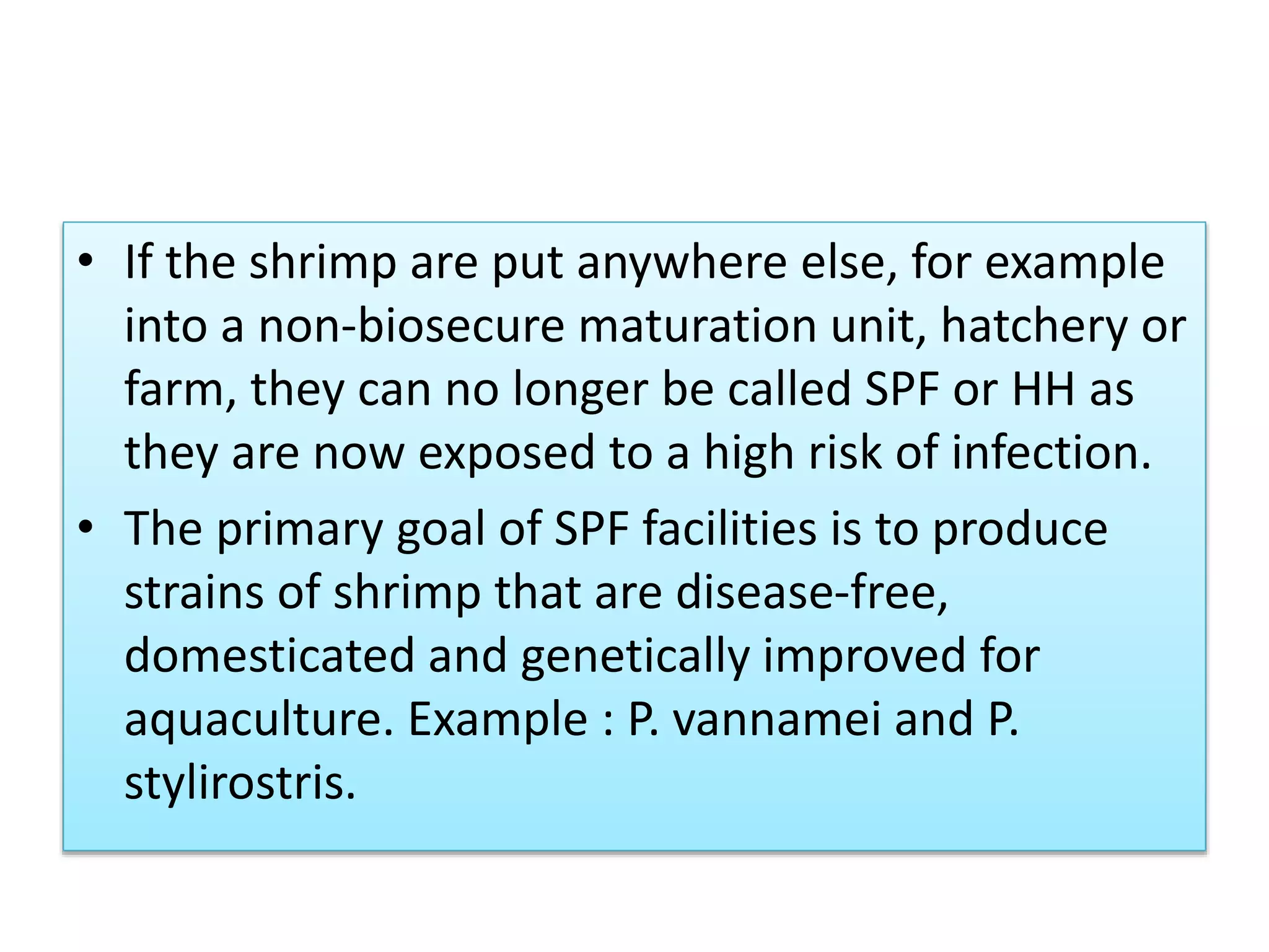 • If the shrimp are put anywhere else, for example
into a non-biosecure maturation unit, hatchery or
farm, they can no longer be called SPF or HH as
they are now exposed to a high risk of infection.
• The primary goal of SPF facilities is to produce
strains of shrimp that are disease-free,
domesticated and genetically improved for
aquaculture. Example : P. vannamei and P.
stylirostris.
 