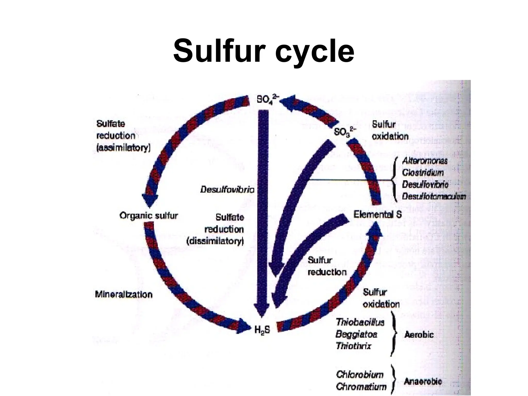 Sulfur cycle
 