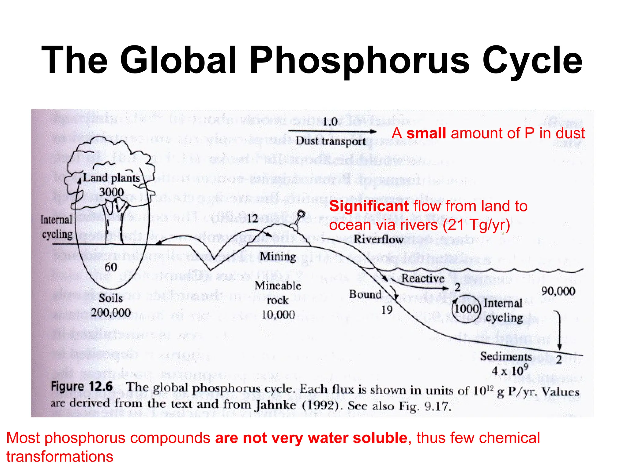 The Global Phosphorus Cycle
Most phosphorus compounds are not very water soluble, thus few chemical
transformations
Significant flow from land to
ocean via rivers (21 Tg/yr)
A small amount of P in dust
 