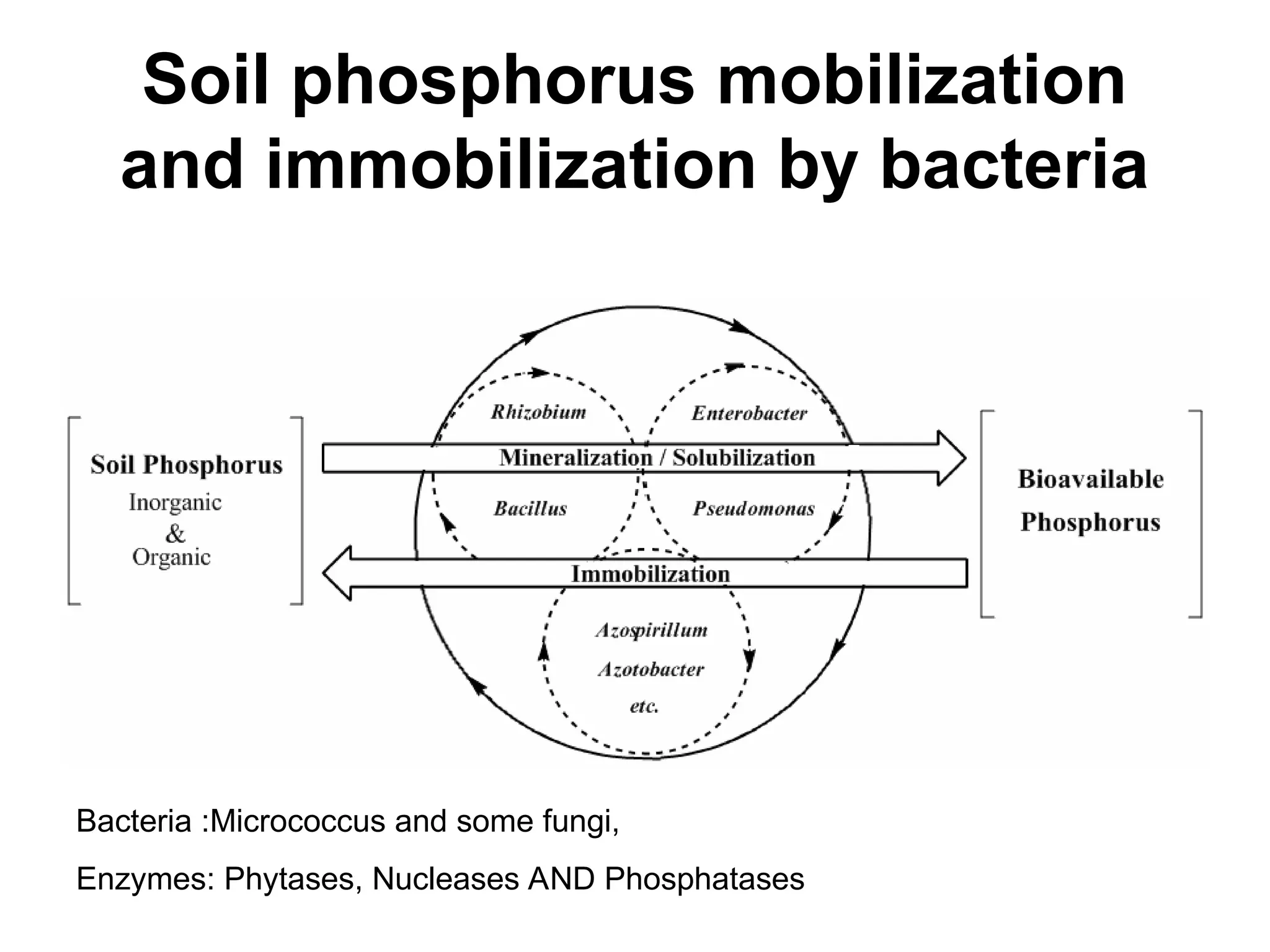 Soil phosphorus mobilization
and immobilization by bacteria
Bacteria :Micrococcus and some fungi,
Enzymes: Phytases, Nucleases AND Phosphatases
 