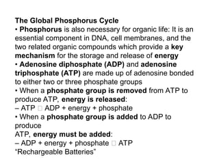 The Global Phosphorus Cycle
• Phosphorus is also necessary for organic life: It is an
essential component in DNA, cell membranes, and the
two related organic compounds which provide a key
mechanism for the storage and release of energy
• Adenosine diphosphate (ADP) and adenosine
triphosphate (ATP) are made up of adenosine bonded
to either two or three phosphate groups
• When a phosphate group is removed from ATP to
produce ATP, energy is released:
– ATP 􀃆 ADP + energy + phosphate
• When a phosphate group is added to ADP to
produce
ATP, energy must be added:
– ADP + energy + phosphate 􀃆 ATP
“Rechargeable Batteries”
 