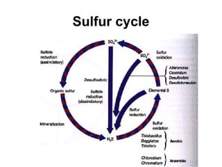Sulfur cycle
 