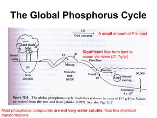 The Global Phosphorus Cycle
Most phosphorus compounds are not very water soluble, thus few chemical
transformations
Significant flow from land to
ocean via rivers (21 Tg/yr)
A small amount of P in dust
 