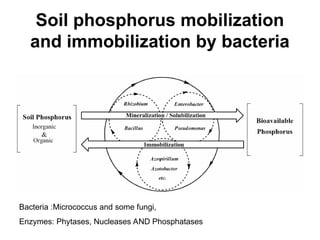 Soil phosphorus mobilization
and immobilization by bacteria
Bacteria :Micrococcus and some fungi,
Enzymes: Phytases, Nucleases AND Phosphatases
 