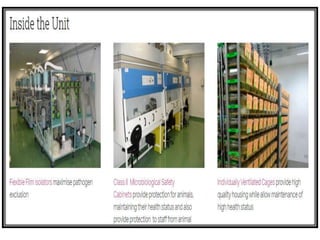 SPECIFIC PATHOGEN FREE ANIMAL