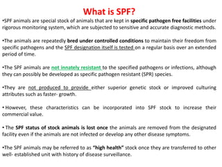 What is SPF?
•SPF animals are special stock of animals that are kept in specific pathogen free facilities under
rigorous monitoring system, which are subjected to sensitive and accurate diagnostic methods.
•The animals are repeatedly bred under controlled conditions to maintain their freedom from
specific pathogens and the SPF designation itself is tested on a regular basis over an extended
period of time.
•The SPF animals are not innately resistant to the specified pathogens or infections, although
they can possibly be developed as specific pathogen resistant (SPR) species.
•They are not produced to provide either superior genetic stock or improved culturing
attributes such as faster‐ growth.
• However, these characteristics can be incorporated into SPF stock to increase their
commercial value.
• The SPF status of stock animals is lost once the animals are removed from the designated
facility even if the animals are not infected or develop any other disease symptoms.
•The SPF animals may be referred to as “high health” stock once they are transferred to other
well‐ established unit with history of disease surveillance.
 