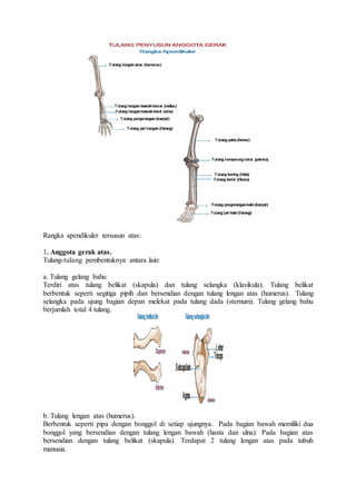 Rangka apendikuler tersusun atas:
1. Anggota gerak atas.
Tulang-tulang pembentuknya antara lain:
a. Tulang gelang bahu
Terdiri atas tulang belikat (skapula) dan tulang selangka (klavikula). Tulang belikat
berbentuk seperti segitiga pipih dan bersendian dengan tulang lengan atas (humerus). Tulang
selangka pada ujung bagian depan melekat pada tulang dada (sternum). Tulang gelang bahu
berjumlah total 4 tulang.
b. Tulang lengan atas (humerus).
Berbentuk seperti pipa dengan bonggol di setiap ujungnya. Pada bagian bawah memiliki dua
bonggol yang bersendian dengan tulang lengan bawah (hasta dan ulna). Pada bagian atas
bersendian dengan tulang belikat (skapula). Terdapat 2 tulang lengan atas pada tubuh
manusia.
 