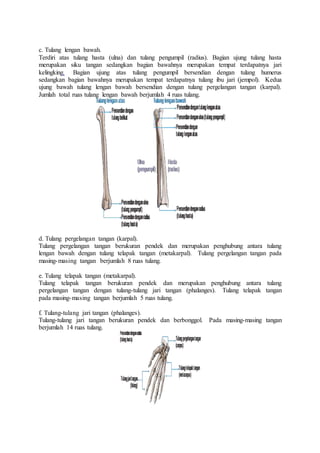 c. Tulang lengan bawah.
Terdiri atas tulang hasta (ulna) dan tulang pengumpil (radius). Bagian ujung tulang hasta
merupakan siku tangan sedangkan bagian bawahnya merupakan tempat terdapatnya jari
kelingking. Bagian ujung atas tulang pengumpil bersendian dengan tulang humerus
sedangkan bagian bawahnya merupakan tempat terdapatnya tulang ibu jari (jempol). Kedua
ujung bawah tulang lengan bawah bersendian dengan tulang pergelangan tangan (karpal).
Jumlah total ruas tulang lengan bawah berjumlah 4 ruas tulang.
d. Tulang pergelangan tangan (karpal).
Tulang pergelangan tangan berukuran pendek dan merupakan penghubung antara tulang
lengan bawah dengan tulang telapak tangan (metakarpal). Tulang pergelangan tangan pada
masing-masing tangan berjumlah 8 ruas tulang.
e. Tulang telapak tangan (metakarpal).
Tulang telapak tangan berukuran pendek dan merupakan penghubung antara tulang
pergelangan tangan dengan tulang-tulang jari tangan (phalanges). Tulang telapak tangan
pada masing-masing tangan berjumlah 5 ruas tulang.
f. Tulang-tulang jari tangan (phalanges).
Tulang-tulang jari tangan berukuran pendek dan berbonggol. Pada masing-masing tangan
berjumlah 14 ruas tulang.
 