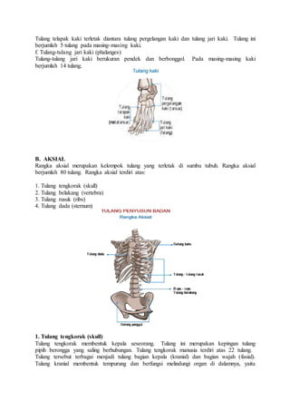 Tulang telapak kaki terletak diantara tulang pergelangan kaki dan tulang jari kaki. Tulang ini
berjumlah 5 tulang pada masing-masing kaki.
f. Tulang-tulang jari kaki (phalanges)
Tulang-tulang jari kaki berukuran pendek dan berbonggol. Pada masing-masing kaki
berjumlah 14 tulang.
B. AKSIAL
Rangka aksial merupakan kelompok tulang yang terletak di sumbu tubuh. Rangka aksial
berjumlah 80 tulang. Rangka aksial terdiri atas:
1. Tulang tengkorak (skull)
2. Tulang belakang (vertebra)
3. Tulang rusuk (ribs)
4. Tulang dada (sternum)
1. Tulang tengkorak (skull)
Tulang tengkorak membentuk kepala seseorang. Tulang ini merupakan kepingan tulang
pipih berongga yang saling berhubungan. Tulang tengkorak manusia terdiri atas 22 tulang.
Tulang tersebut terbagai menjadi tulang bagian kepala (kranial) dan bagian wajah (fasial).
Tulang kranial membentuk tempurung dan berfungsi melindungi organ di dalamnya, yaitu
 