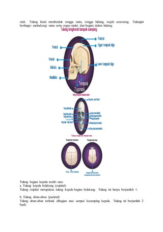 otak. Tulang fasial membentuk rongga mata, rongga hidung, wajah seseorang. Tulangini
berfungsi melindungi mata serta organ mulut dan bagian dalam hidung.
Tulang bagian kepala terdiri atas:
a. Tulang kepala belakang (osipital)
Tulang osipital merupakan tulang kepala bagian belakang. Tulang ini hanya berjumlah 1.
b. Tulang ubun-ubun (parietal)
Tulang ubun-ubun terletak dibagian atas sampai kesamping kepala. Tulang ini berjumlah 2
buah.
 