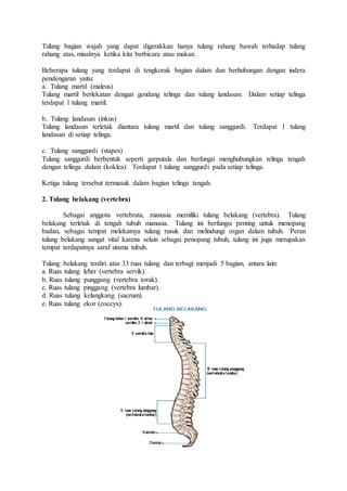 Tulang bagian wajah yang dapat digerakkan hanya tulang rahang bawah terhadap tulang
rahang atas, misalnya ketika kita berbicara atau makan.
Beberapa tulang yang terdapat di tengkorak bagian dalam dan berhubungan dengan indera
pendengaran yaitu:
a. Tulang martil (maleus)
Tulang martil berlekatan dengan gendang telinga dan tulang landasan. Dalam setiap telinga
terdapat 1 tulang martil.
b. Tulang landasan (inkus)
Tulang landasan terletak diantara tulang martil dan tulang sanggurdi. Terdapat 1 tulang
landasan di setiap telinga.
c. Tulang sanggurdi (stapes)
Tulang sanggurdi berbentuk seperti garputala dan berfungsi menghubungkan telinga tengah
dengan telinga dalam (koklea). Terdapat 1 tulang sanggurdi pada setiap telinga.
Ketiga tulang tersebut termasuk dalam bagian telinga tengah.
2. Tulang belakang (vertebra)
Sebagai anggota vertebrata, manusia memiliki tulang belakang (vertebra). Tulang
belakang terletak di tengah tubuh manusia. Tulang ini berfungsi penting untuk menopang
badan, sebagai tempat melekatnya tulang rusuk dan melindungi organ dalam tubuh. Peran
tulang belakang sangat vital karena selain sebagai penopang tubuh, tulang ini juga merupakan
tempat terdapatnya saraf utama tubuh.
Tulang belakang terdiri atas 33 ruas tulang dan terbagi menjadi 5 bagian, antara lain:
a. Ruas tulang leher (vertebra servik).
b. Ruas tulang punggung (vertebra torak).
c. Ruas tulang pinggang (vertebra lumbar).
d. Ruas tulang kelangkang (sacrum).
e. Ruas tulang ekor (coccyx).
 