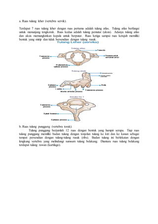 a. Ruas tulang leher (vertebra servik).
Terdapat 7 ruas tulang leher dengan ruas pertama adalah tulang atlas. Tulang atlas berfungsi
untuk menunjang tengkorak. Ruas kedua adalah tulang pemutar (aksis). Adanya tulang atlas
dan aksis memungkinkan kepala untuk berputar. Ruas ketiga sampai ruas ketujuh memiliki
bentuk yang mirip dan tidak bersendian dengan tulang rusuk.
b. Ruas tulang punggung (vertebra torak).
Tulang punggung berjumlah 12 ruas dengan bentuk yang hampir serupa. Tiap ruas
tulang punggung memiliki badan tulang dengan tonjolan tulang ke kiri dan ke kanan sebagai
tempat persendian dengan tulang-tulang rusuk (ribs). Badan tulang ini berlekatan dengan
lengkung vertebra yang melindungi sumsum tulang belakang. Diantara ruas tulang belakang
terdapat tulang rawan (kartilago).
 