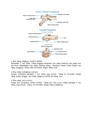 c. Ruas tulang pinggang (vertebra lumbar).
Berujumlah 5 ruas tulang. Tulang pinggang merupakan ruas tulang belakang yang paling kuat
dan besar dibandingkan ruas tulang belakang lainnya. Bentuknya hampir serupa dengan ruas
tulang punggung, namun tidak bersendian dengan tulang rusuk.
d. Ruas tulang kelangkang (sakrum).
Sakrum merupakan gabungan 5 ruas tulang yang bersatu. Tulang ini bersendian dengan
tulang gelang panggul, ruas tulang pinggang terakhir dan tulang ekor.
e. Ruas tulang ekor (coccyx).
Tulang ekor merupakan vertebra terakhir. Tulang ekor atau coccyx adalah gabungan 4 ruas
tulang yang bersatu. Tulang ini bersendian dengan tulang kelangkang.
 