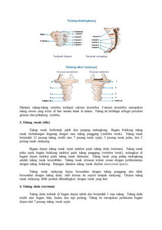 Diantara tulang-tulang vertebra terdapat cakram invertebra. Cakram invertebra merupakan
tulang rawan yang keras di luar namun lunak di dalam. Tulang ini berfungsi sebagai peredam
getaran dan pelindung vertebra.
3. Tulang rusuk (ribs)
Tulang rusuk berbentuk pipih dan panjang melengkung. Bagian belakang tulang
rusuk berhubungan langsung dengan ruas tulang punggung (vertebra torak). Tulang rusuk
berjumlah 12 pasang tulang, terdiri atas 7 pasang rusuk sejati, 3 pasang rusuk palsu, dan 2
pasang rusuk melayang.
Bagian depan tulang rusuk sejati melekat pada tulang dada (sternum). Tulang rusuk
palsu pada bagian belakang melekat pada tulang punggung (vertebra torak), sedangkan di
bagian depan melekat pada tulang rusuk diatasnya. Tulang rusuk yang paling melengkung
adalah tulang rusuk kesembilan. Tulang rusuk tersusun teratur sesuai dengan perlekatannya
dengan tulang belakang. Ruangan diantara tulang rusuk disebut intercostal spaces.
Tulang rusuk melayang hanya bersendian dengan tulang punggung dan tidak
bersendian dengan tulang dada, oleh karena itu seperti tampak melayang. Ukuran tulang
rusuk melayang lebih pendek dibandingkan dengan rusuk yang lain.
4. Tulang dada (sternum)
Tulang dada terletak di bagian depan tubuh dan berjumlah 1 ruas tulang. Tulang dada
terdiri atas bagian hulu, badan dan taju pedang. Tulang ini merupakan perlekatan bagian
depan dari 7 pasang tulang rusuk sejati.
 