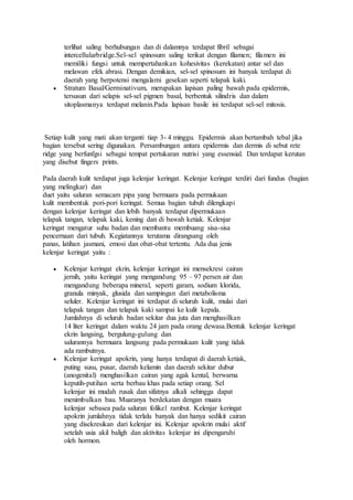 terlihat saling berhubungan dan di dalamnya terdapat fibril sebagai
intercellularbridge.Sel-sel spinosum saling terikat dengan filamen; filamen ini
memiliki fungsi untuk mempertahankan kohesivitas (kerekatan) antar sel dan
melawan efek abrasi. Dengan demikian, sel-sel spinosum ini banyak terdapat di
daerah yang berpotensi mengalami gesekan seperti telapak kaki.
 Stratum Basal/Germinativum, merupakan lapisan paling bawah pada epidermis,
tersusun dari selapis sel-sel pigmen basal, berbentuk silindris dan dalam
sitoplasmanya terdapat melanin.Pada lapisan basile ini terdapat sel-sel mitosis.
Setiap kulit yang mati akan terganti tiap 3- 4 minggu. Epidermis akan bertambah tebal jika
bagian tersebut sering digunakan. Persambungan antara epidermis dan dermis di sebut rete
ridge yang berfunfgsi sebagai tempat pertukaran nutrisi yang essensial. Dan terdapat kerutan
yang disebut fingers prints.
Pada daerah kulit terdapat juga kelenjar keringat. Kelenjar keringat terdiri dari fundus (bagian
yang melingkar) dan
duet yaitu saluran semacam pipa yang bermuara pada permukaan
kulit membentuk pori-pori keringat. Semua bagian tubuh dilengkapi
dengan kelenjar keringat dan lebih banyak terdapat dipermukaan
telapak tangan, telapak kaki, kening dan di bawah ketiak. Kelenjar
keringat mengatur suhu badan dan membantu membuang sisa-sisa
pencernaan dari tubuh. Kegiatannya terutama dirangsang oleh
panas, latihan jasmani, emosi dan obat-obat tertentu. Ada dua jenis
kelenjar keringat yaitu :
 Kelenjar keringat ekrin, kelenjar keringat ini mensekresi cairan
jernih, yaitu keringat yang mengandung 95 – 97 persen air dan
mengandung beberapa mineral, seperti garam, sodium klorida,
granula minyak, glusida dan sampingan dari metabolisma
seluler. Kelenjar keringat ini terdapat di seluruh kulit, mulai dari
telapak tangan dan telapak kaki sampai ke kulit kepala.
Jumlahnya di seluruh badan sekitar dua juta dan menghasilkan
14 liter keringat dalam waktu 24 jam pada orang dewasa.Bentuk kelenjar keringat
ekrin langsing, bergulung-gulung dan
salurannya bermuara langsung pada permukaan kulit yang tidak
ada rambutnya.
 Kelenjar keringat apokrin, yang hanya terdapat di daerah ketiak,
puting susu, pusar, daerah kelamin dan daerah sekitar dubur
(anogenital) menghasilkan cairan yang agak kental, berwarna
keputih-putihan serta berbau khas pada setiap orang. Sel
kelenjar ini mudah rusak dan sifatnya alkali sehingga dapat
menimbulkan bau. Muaranya berdekatan dengan muara
kelenjar sebasea pada saluran folikel rambut. Kelenjar keringat
apokrin jumlahnya tidak terlalu banyak dan hanya sedikit cairan
yang disekresikan dari kelenjar ini. Kelenjar apokrin mulai aktif
setelah usia akil baligh dan aktivitas kelenjar ini dipengaruhi
oleh hormon.
 