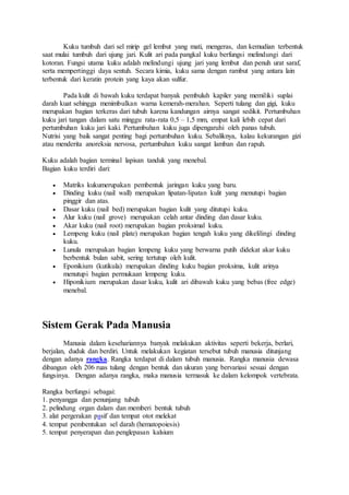 Kuku tumbuh dari sel mirip gel lembut yang mati, mengeras, dan kemudian terbentuk
saat mulai tumbuh dari ujung jari. Kulit ari pada pangkal kuku berfungsi melindungi dari
kotoran. Fungsi utama kuku adalah melindungi ujung jari yang lembut dan penuh urat saraf,
serta mempertinggi daya sentuh. Secara kimia, kuku sama dengan rambut yang antara lain
terbentuk dari keratin protein yang kaya akan sulfur.
Pada kulit di bawah kuku terdapat banyak pembuluh kapiler yang memiliki suplai
darah kuat sehingga menimbulkan warna kemerah-merahan. Seperti tulang dan gigi, kuku
merupakan bagian terkeras dari tubuh karena kandungan airnya sangat sedikit. Pertumbuhan
kuku jari tangan dalam satu minggu rata-rata 0,5 – 1,5 mm, empat kali lebih cepat dari
pertumbuhan kuku jari kaki. Pertumbuhan kuku juga dipengaruhi oleh panas tubuh.
Nutrisi yang baik sangat penting bagi pertumbuhan kuku. Sebaliknya, kalau kekurangan gizi
atau menderita anoreksia nervosa, pertumbuhan kuku sangat lamban dan rapuh.
Kuku adalah bagian terminal lapisan tanduk yang menebal.
Bagian kuku terdiri dari:
 Matriks kukumerupakan pembentuk jaringan kuku yang baru.
 Dinding kuku (nail wall) merupakan lipatan-lipatan kulit yang menutupi bagian
pinggir dan atas.
 Dasar kuku (nail bed) merupakan bagian kulit yang ditutupi kuku.
 Alur kuku (nail grove) merupakan celah antar dinding dan dasar kuku.
 Akar kuku (nail root) merupakan bagian proksimal kuku.
 Lempeng kuku (nail plate) merupakan bagian tengah kuku yang dikelilingi dinding
kuku.
 Lunula merupakan bagian lempeng kuku yang berwarna putih didekat akar kuku
berbentuk bulan sabit, sering tertutup oleh kulit.
 Eponikium (kutikula) merupakan dinding kuku bagian proksima, kulit arinya
menutupi bagian permukaan lempeng kuku.
 Hiponikium merupakan dasar kuku, kulit ari dibawah kuku yang bebas (free edge)
menebal.
Sistem Gerak Pada Manusia
Manusia dalam kesehariannya banyak melakukan aktivitas seperti bekerja, berlari,
berjalan, duduk dan berdiri. Untuk melakukan kegiatan tersebut tubuh manusia ditunjang
dengan adanya rangka. Rangka terdapat di dalam tubuh manusia. Rangka manusia dewasa
dibangun oleh 206 ruas tulang dengan bentuk dan ukuran yang bervariasi sesuai dengan
fungsinya. Dengan adanya rangka, maka manusia termasuk ke dalam kelompok vertebrata.
Rangka berfungsi sebagai:
1. penyangga dan penunjang tubuh
2. pelindung organ dalam dan memberi bentuk tubuh
3. alat pergerakan pasif dan tempat otot melekat
4. tempat pembentukan sel darah (hematopoiesis)
5. tempat penyerapan dan penglepasan kalsium
 