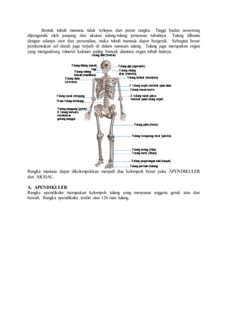 Bentuk tubuh manusia tidak terlepas dari peran rangka. Tinggi badan seseorang
dipengaruhi oleh panjang dan ukuran tulang-tulang penyusun tubuhnya. Tulang dibantu
dengan adanya otot dan persendian, maka tubuh manusia dapat bergerak. Sebagian besar
pembentukan sel darah juga terjadi di dalam sumsum tulang. Tulang juga merupakan organ
yang mengandung mineral kalsium paling banyak diantara organ tubuh lainnya.
Rangka manusia dapat dikelompokkan menjadi dua kelompok besar yaitu: APENDIKULER
dan AKSIAL.
A. APENDIKULER
Rangka apendikuler merupakan kelompok tulang yang menyusun anggota gerak atas dan
bawah. Rangka apendikuler terdiri atas 126 ruas tulang.
 