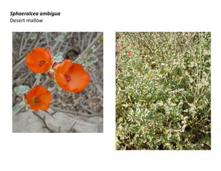 Sphaeralcea ambigua
Desert mallow

 