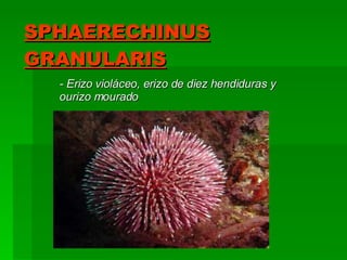 SPHAERECHINUS GRANULARIS - Erizo violáceo, erizo de diez hendiduras y ourizo mourado 