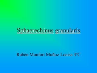 Sphaerechinus granularis


Rubén Monfort Muñoz-Loaisa 4ºC