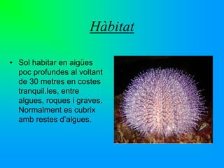 Sphaerechinus granularis