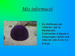 Sphaerechinus granularis