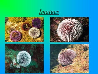 Sphaerechinus granularis