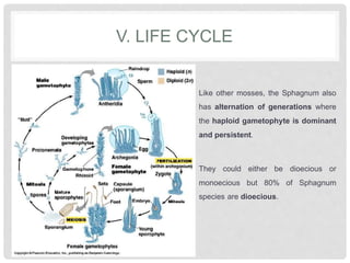 V. LIFE CYCLE
Like other mosses, the Sphagnum also
has alternation of generations where
the haploid gametophyte is dominant
and persistent.
They could either be dioecious or
monoecious but 80% of Sphagnum
species are dioecious.
 