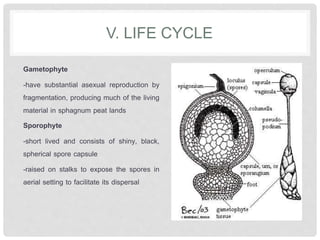 V. LIFE CYCLE
Gametophyte
-have substantial asexual reproduction by
fragmentation, producing much of the living
material in sphagnum peat lands
Sporophyte
-short lived and consists of shiny, black,
spherical spore capsule
-raised on stalks to expose the spores in
aerial setting to facilitate its dispersal
 