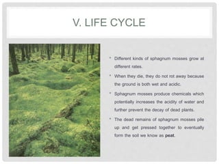 V. LIFE CYCLE
• Different kinds of sphagnum mosses grow at
different rates.
• When they die, they do not rot away because
the ground is both wet and acidic.
• Sphagnum mosses produce chemicals which
potentially increases the acidity of water and
further prevent the decay of dead plants.
• The dead remains of sphagnum mosses pile
up and get pressed together to eventually
form the soil we know as peat.
 