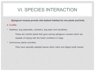 VI. SPECIES INTERACTION
Sphagnum mosses provide vital wetland habitats for rare plants and birds.
A. FLORA
• Heathers, bog asphodels, cranberry, bog been and cloudberry
These are colorful plants that grow among sphagnum mosses which are
capable of coping with the harsh conditions in bogs.
• Carnivorous plants (sundew)
They have specially adapted leaves which catch and digest small insects.
 