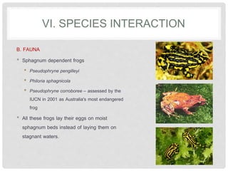 VI. SPECIES INTERACTION
B. FAUNA
• Sphagnum dependent frogs
• Pseudophryne pengilleyi
• Philoria sphagnicola
• Pseudophryne corroboree – assessed by the
IUCN in 2001 as Australia's most endangered
frog
• All these frogs lay their eggs on moist
sphagnum beds instead of laying them on
stagnant waters.
 