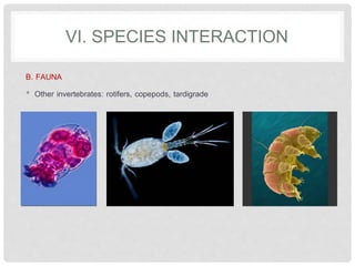 VI. SPECIES INTERACTION
B. FAUNA
• Other invertebrates: rotifers, copepods, tardigrade
 